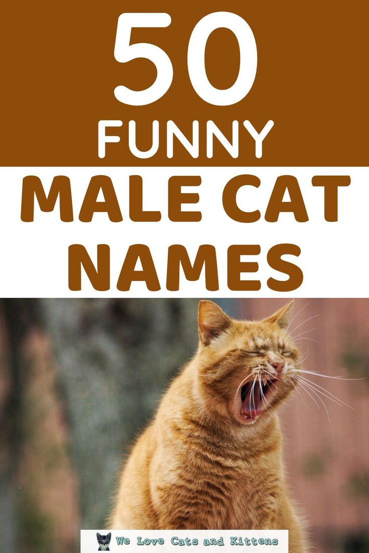 an orange cat with its mouth open and the words funny male cat names below it