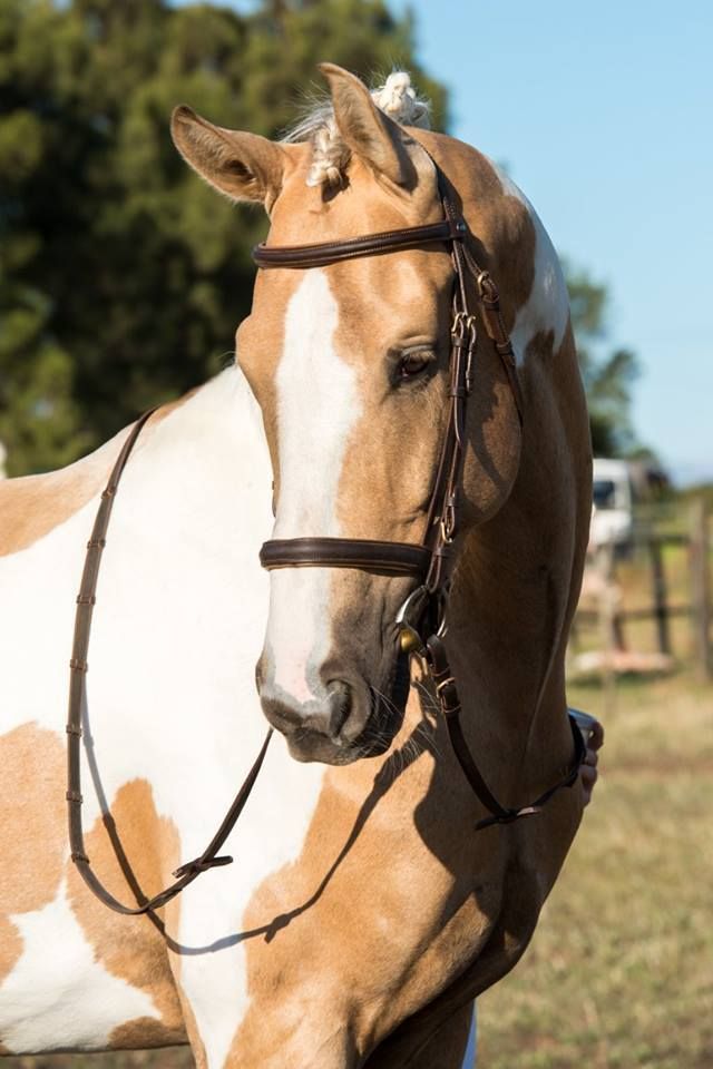 a brown and white horse standing on top of a grass covered field