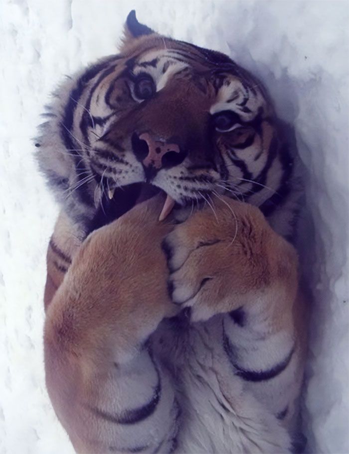 a tiger laying in the snow with its head on another animal's back and it's mouth open