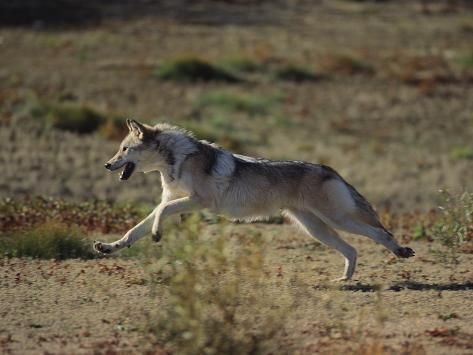 a wolf running across a field with its mouth open