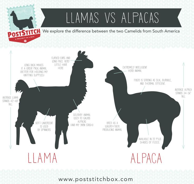 the differences between llamas and alpacas are shown in this graphic diagram