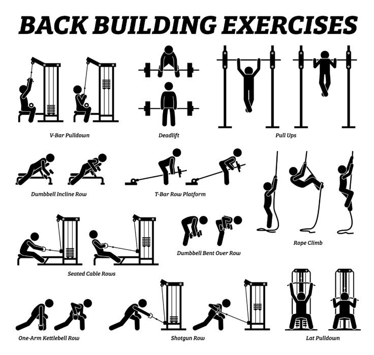 an exercise poster showing the different exercises for back and shoulder workouts, including pull ups,