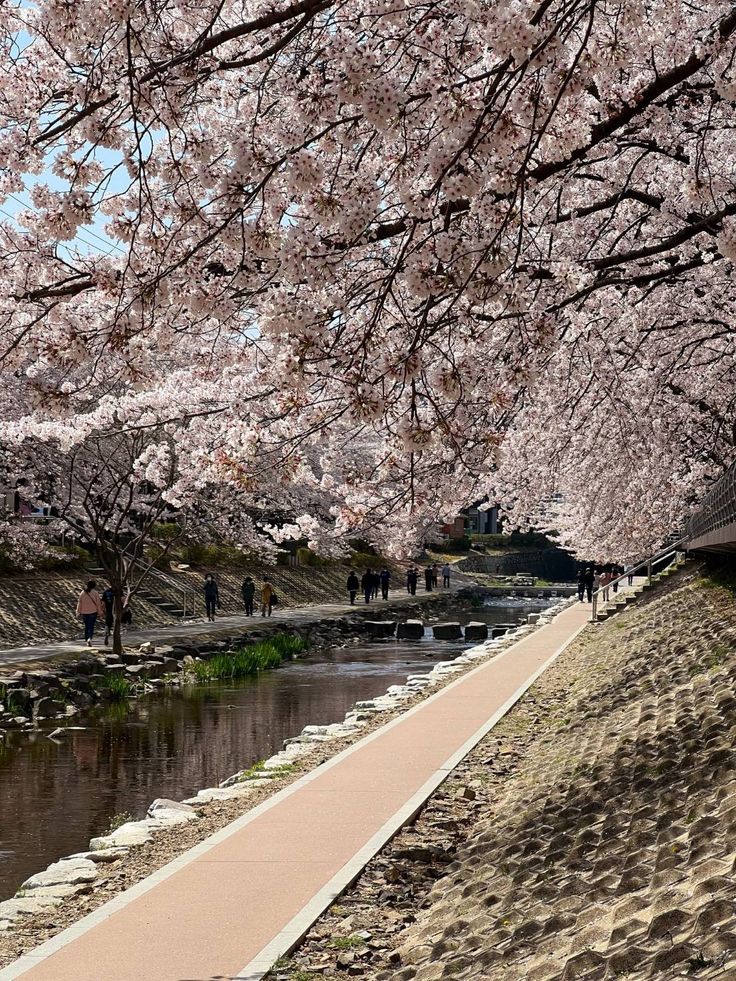 people are walking down the path under cherry blossom trees