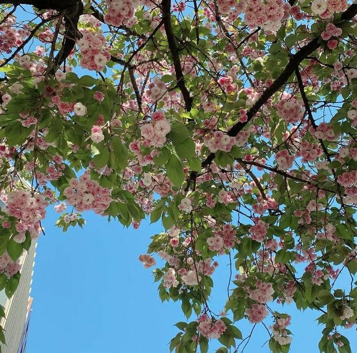 pink flowers blooming on the branches of a tree in front of a tall building