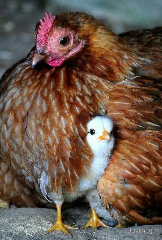 two brown and white chickens standing next to each other