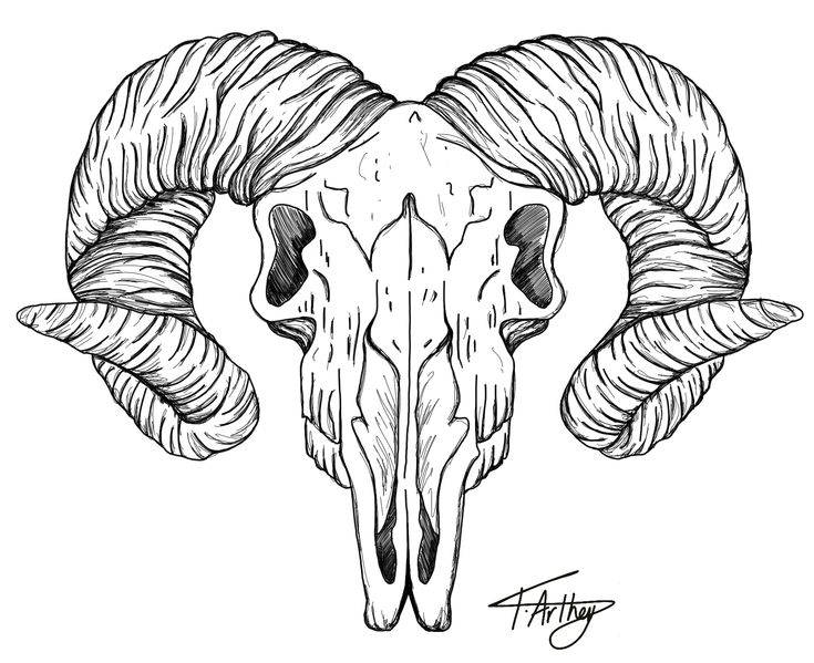 a ram's skull with long horns and large curled horns, drawn in black ink