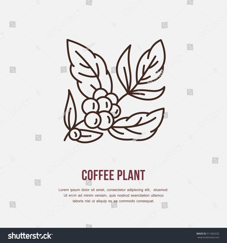 coffee plant with leaves and berries on the branch line art drawing, easy to draw, simple