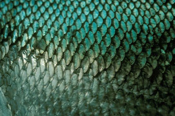 close up view of the skin of a fish's head with blue and black colors