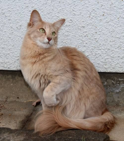 an orange cat sitting on the ground next to a wall