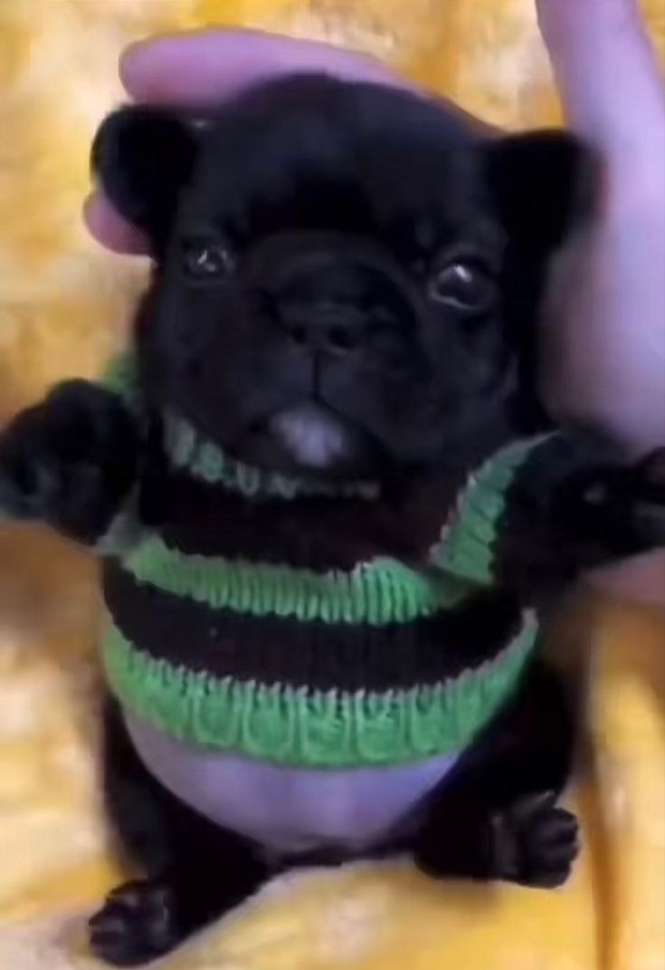 a small black pug dog wearing a green and black striped sweater sitting on top of a yellow blanket