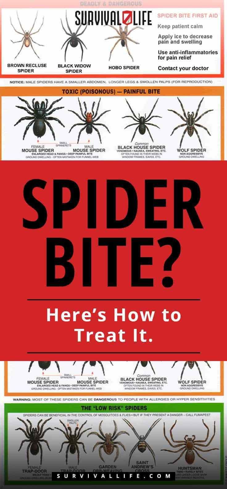 spider bites and how to treat it info sheet for survival life magazine, july 2012