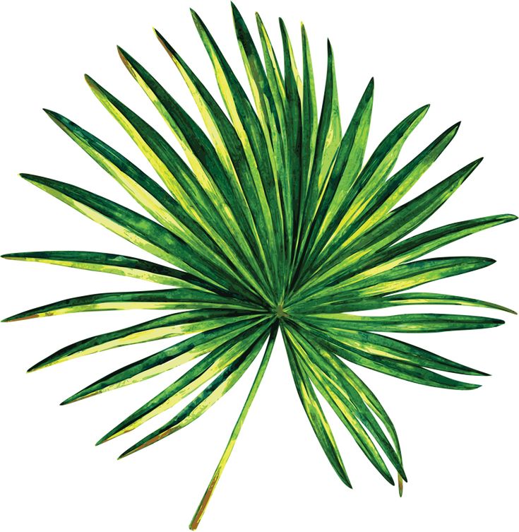 a green palm leaf on a white background stock photo - 958972