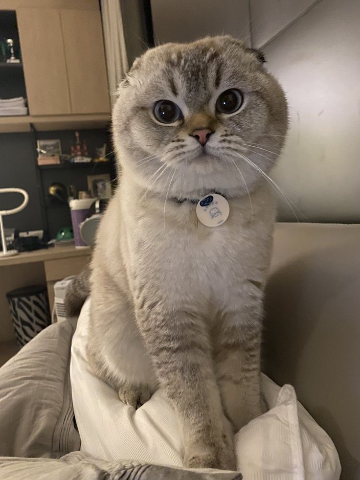 a cat sitting on top of a bed next to a white pillow with a tag on it's collar