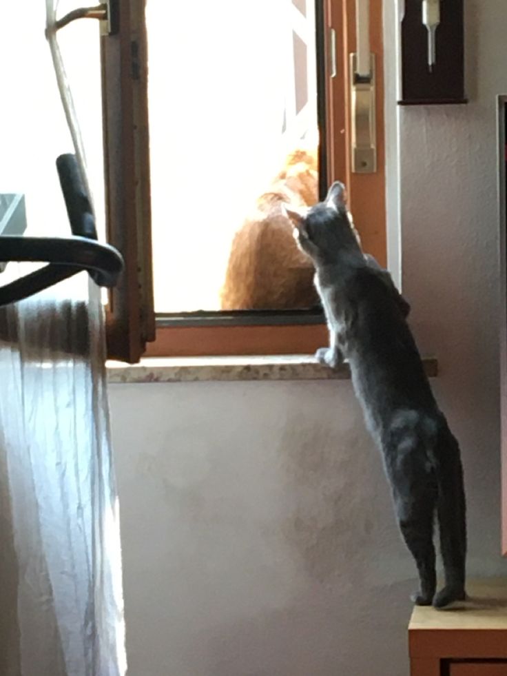 a cat standing on its hind legs looking out the window at an orange cat sitting behind it