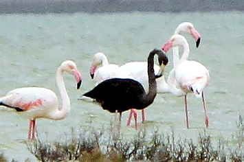 four flamingos are standing in the water near some grass and bushes, one is black with pink spots