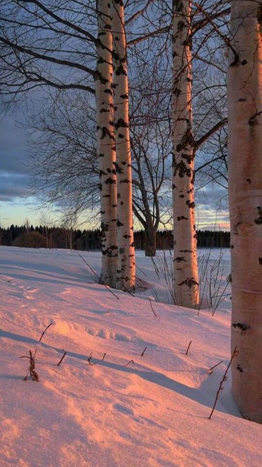 the sun is setting behind some trees in the snowy field with snow on the ground