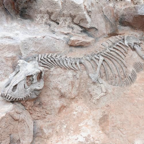 an animal skeleton is lying on the ground in front of some rocks and dirt,