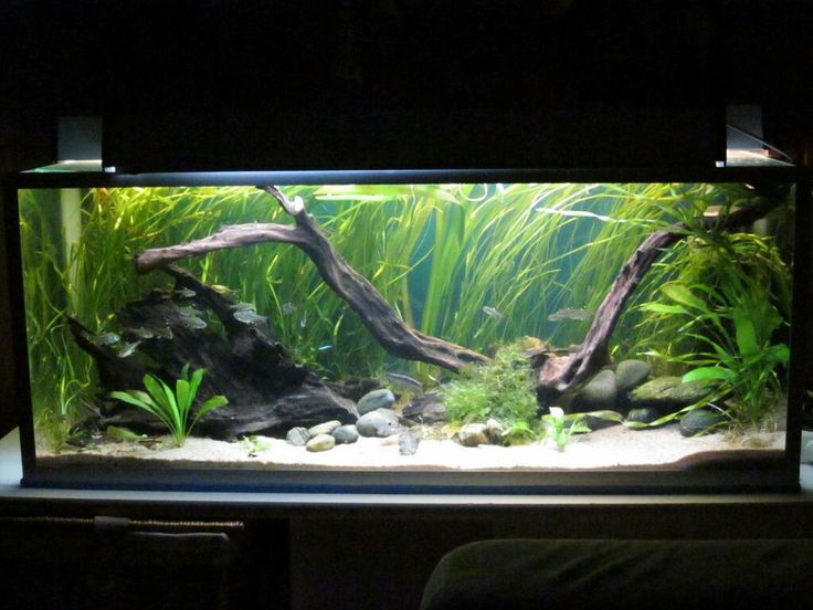 an aquarium with plants and rocks in it