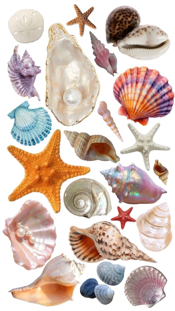 sea shells and starfish are arranged on a white background