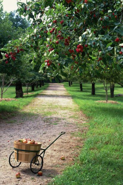 a wheelbarrow carrying apples on a dirt path through an apple tree lined orchard