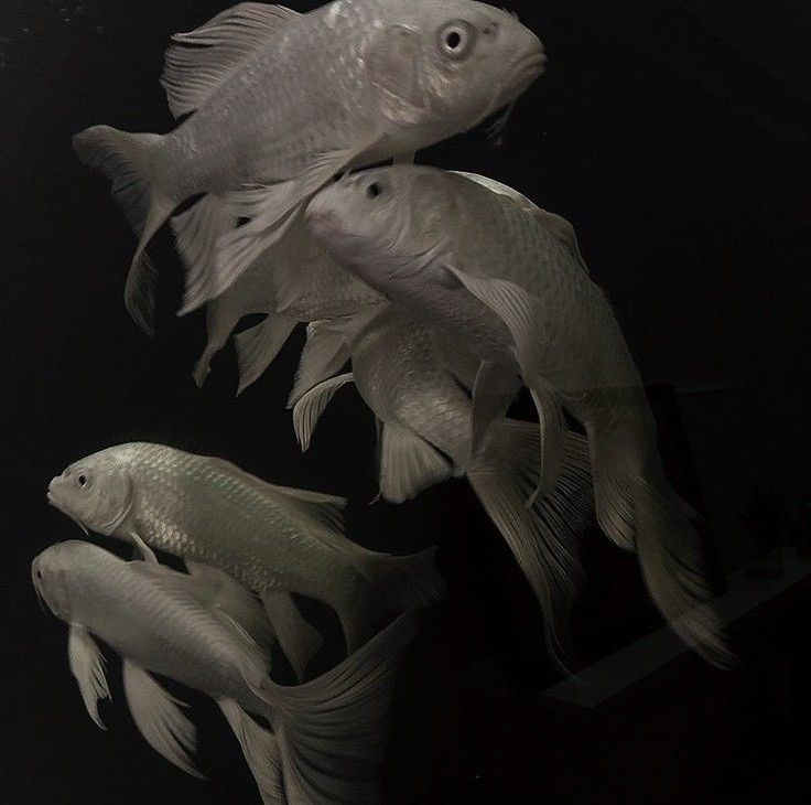 several white fish swimming in an aquarium