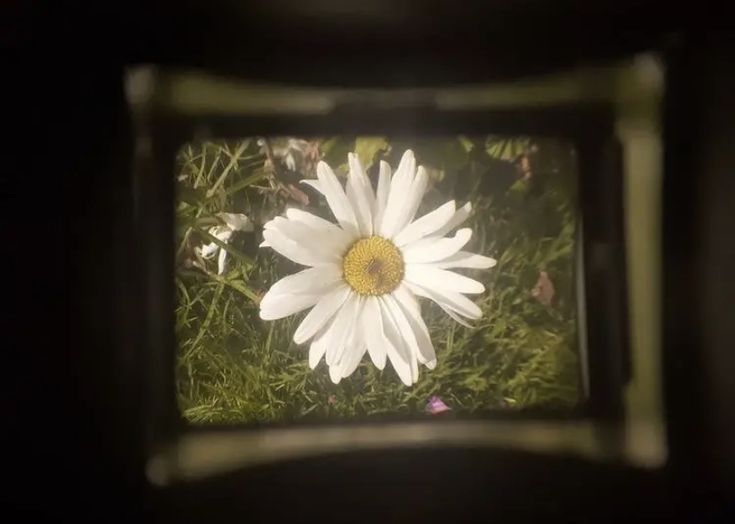 a white flower with yellow center sitting in the middle of some green grass and weeds