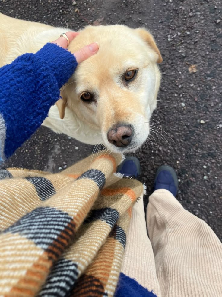 a dog is being petted by someone's hand on a plaid blanket outside