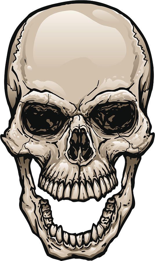 a drawing of a human skull on a white background