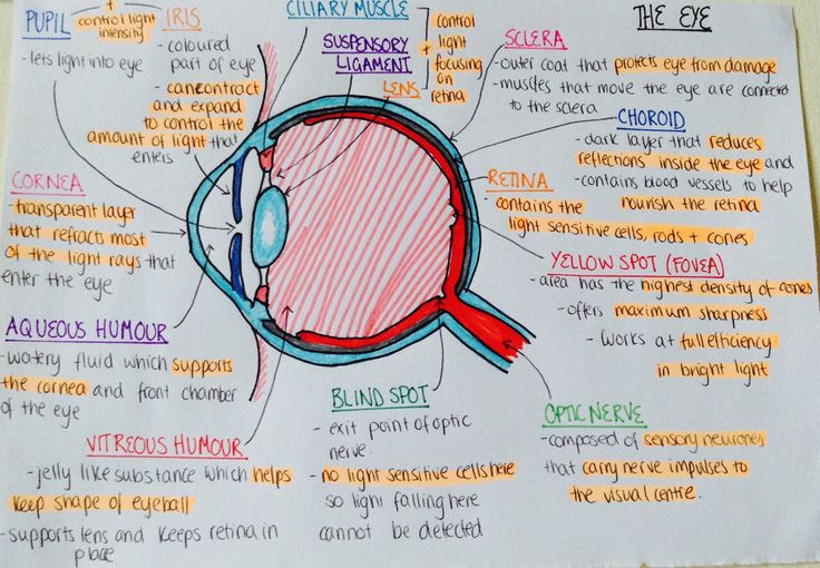 a diagram of the structure of an eye labeled in different words and colors on a piece of paper