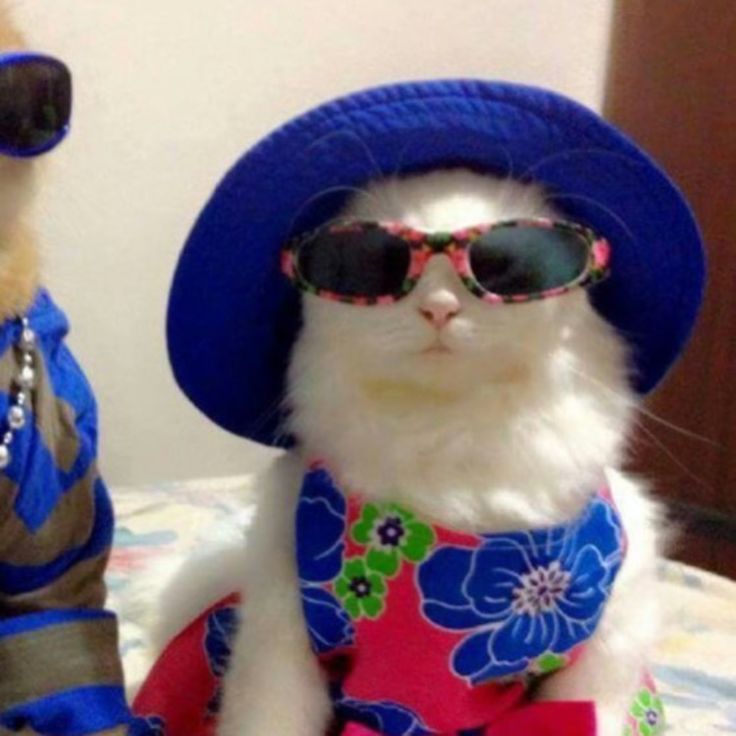 two cats wearing sunglasses and hats sitting on a bed