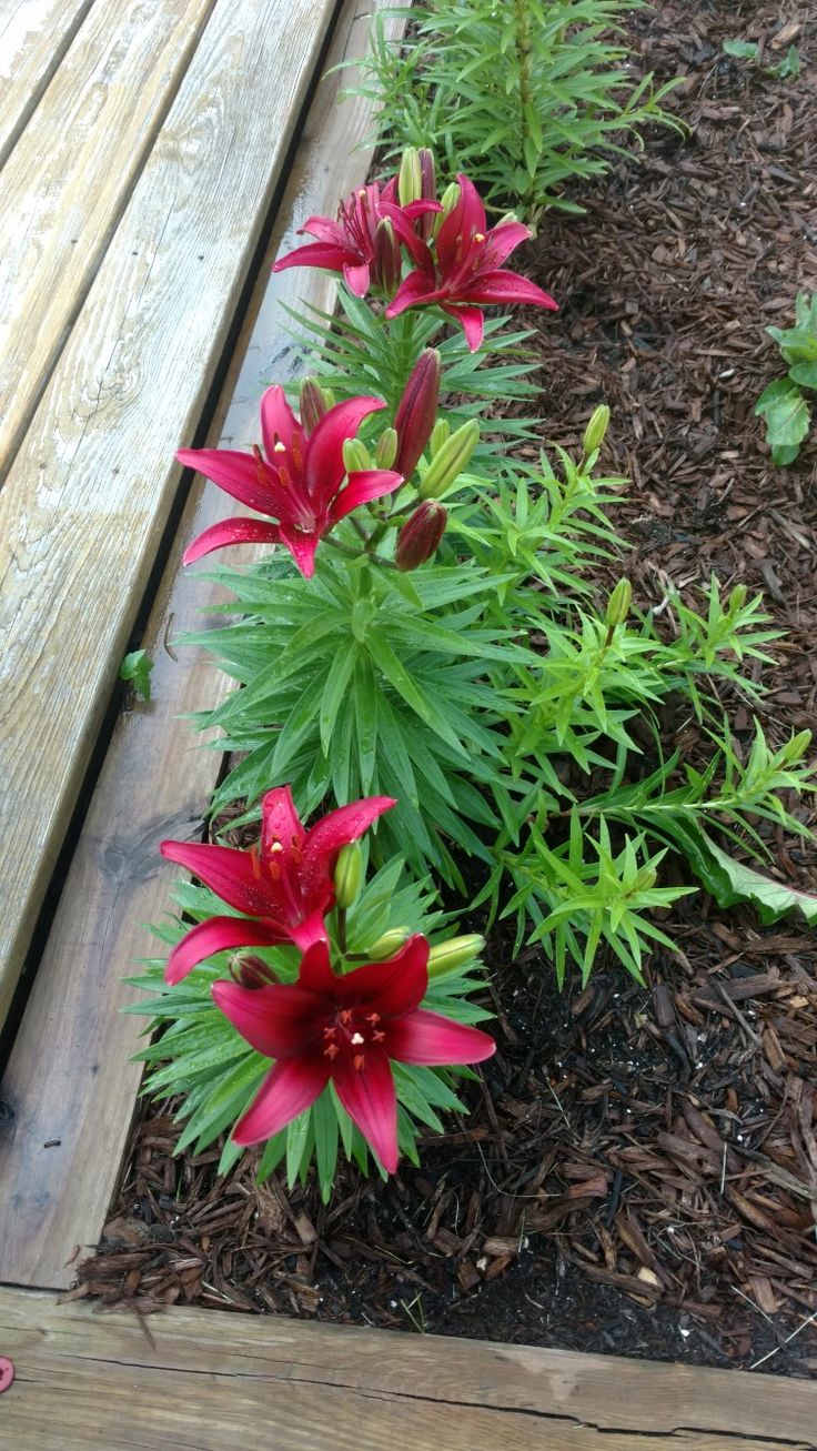 some red flowers are growing in the dirt near a wooden bench and mulchy grass