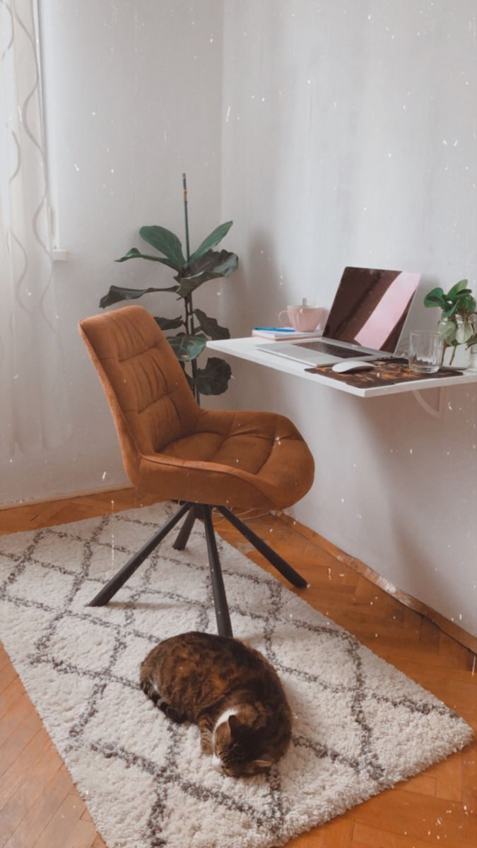 a cat laying on top of a rug in front of a desk with a laptop