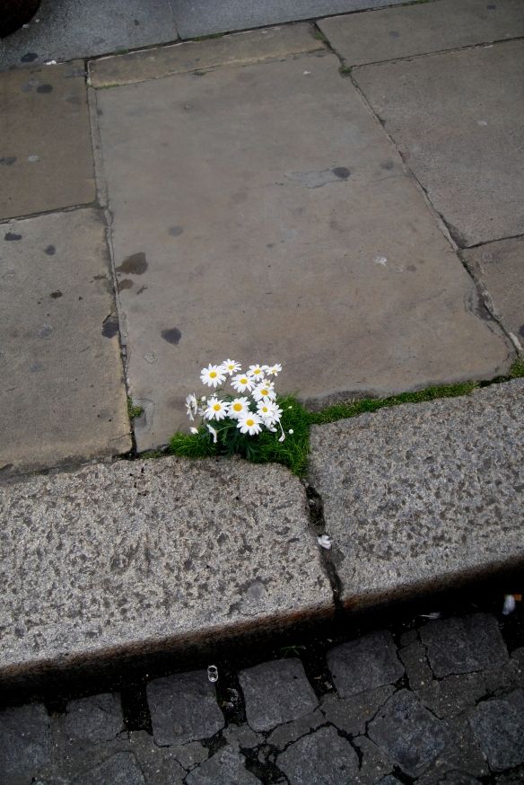 a bunch of flowers sitting on the side of a street next to a sidewalk with cracks in it