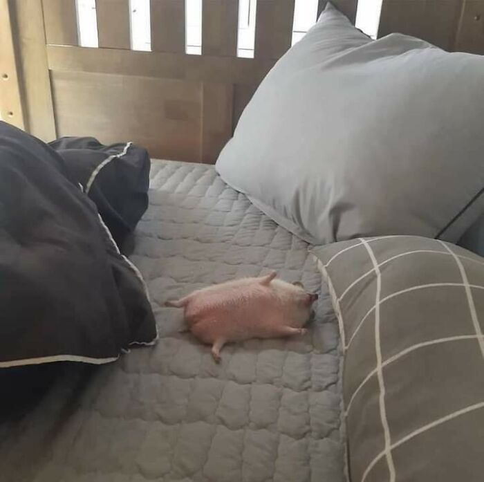 a small pig laying on top of a bed next to pillows