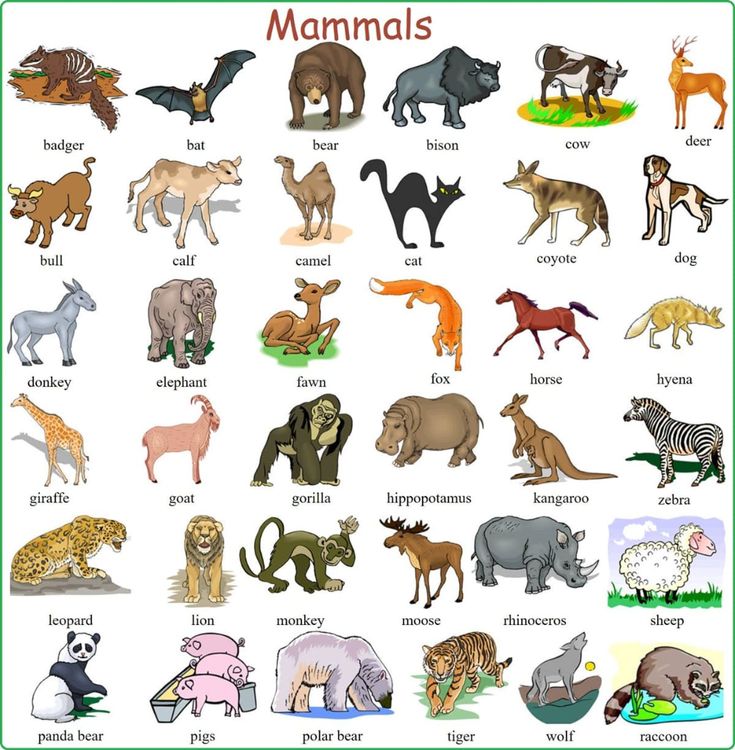 an image of different types of animals