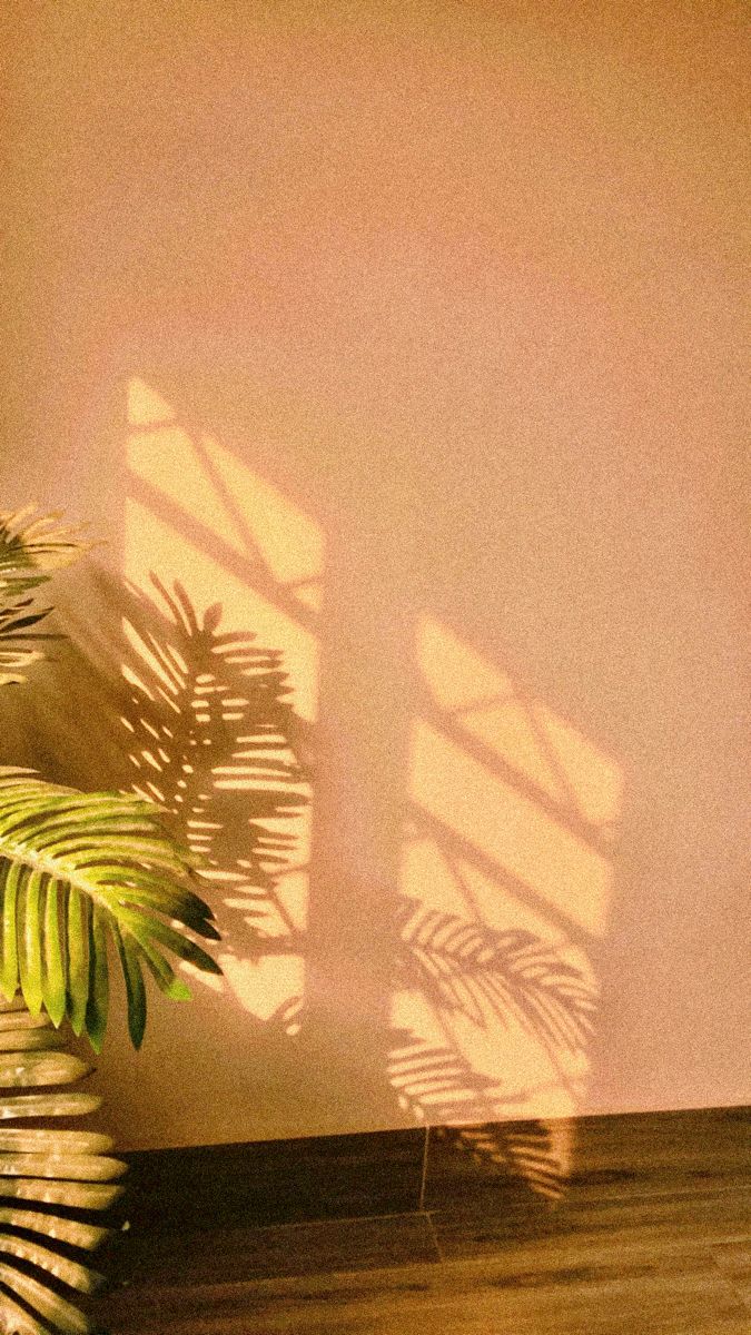 the shadow of a palm tree is cast on a wall in an empty room with hard wood flooring