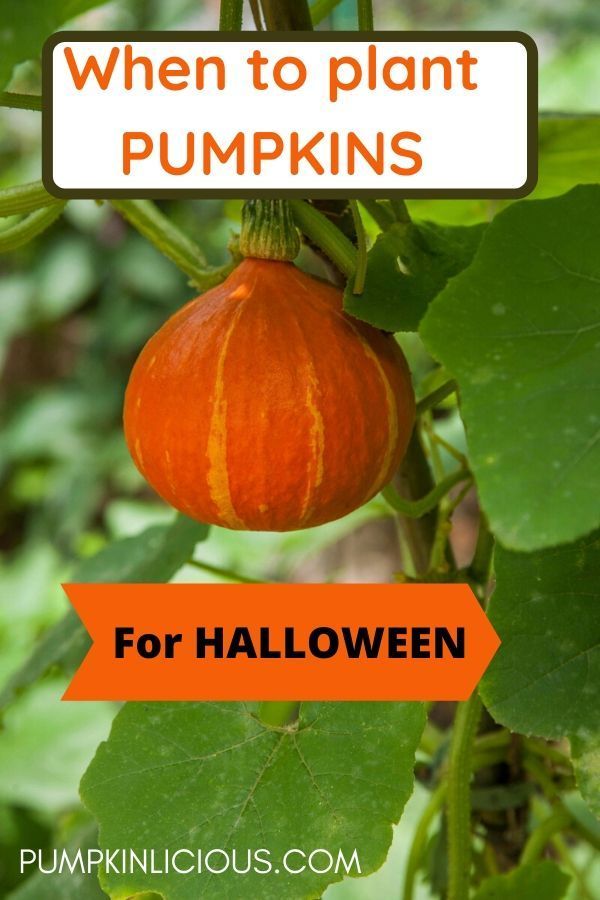 Best time to plant pumpkin seeds for Halloween When To Plant Pumpkin Seeds, How To Save Pumpkin Seeds For Planting, Plant Pumpkin Seeds, Planting Pumpkin Seeds, Plant Pumpkins, When To Plant Pumpkins, Pumpkin Plants, Pumpkin Growing, Perfect Yard