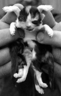 a person holding a small kitten in their hands