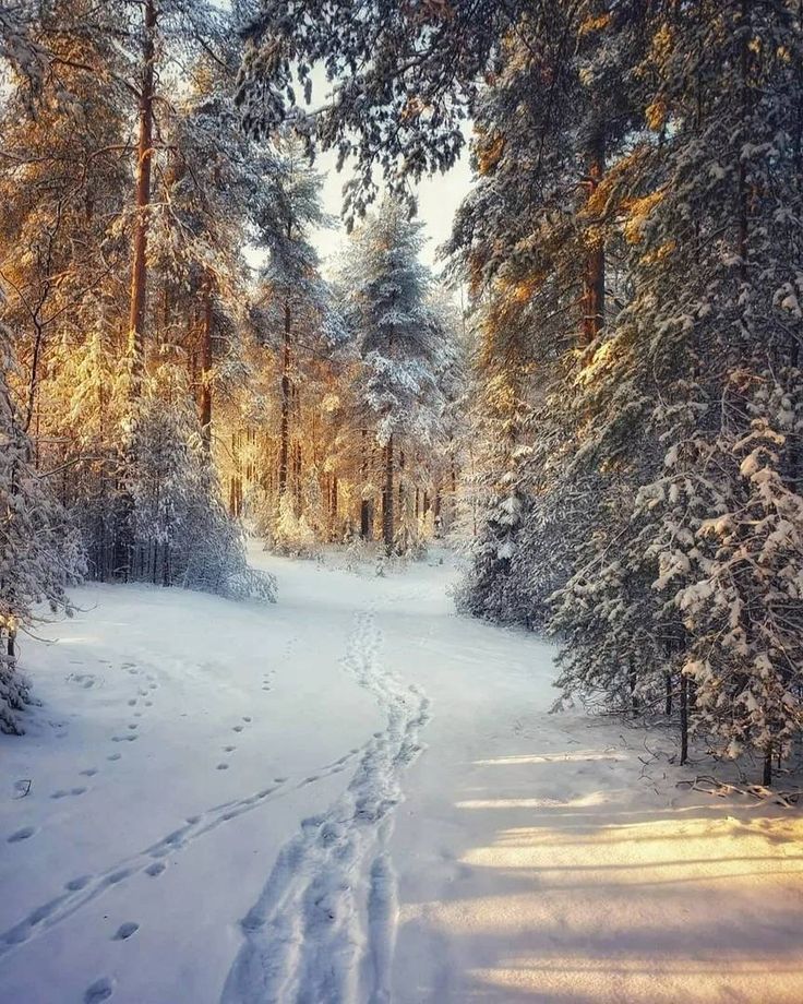 a path in the middle of a snow covered forest