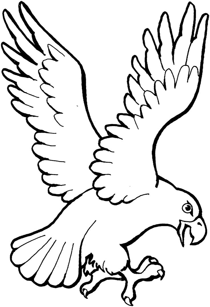 an eagle flying with its wings spread