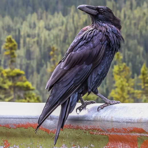 a large black bird sitting on top of a metal rail next to trees in the background