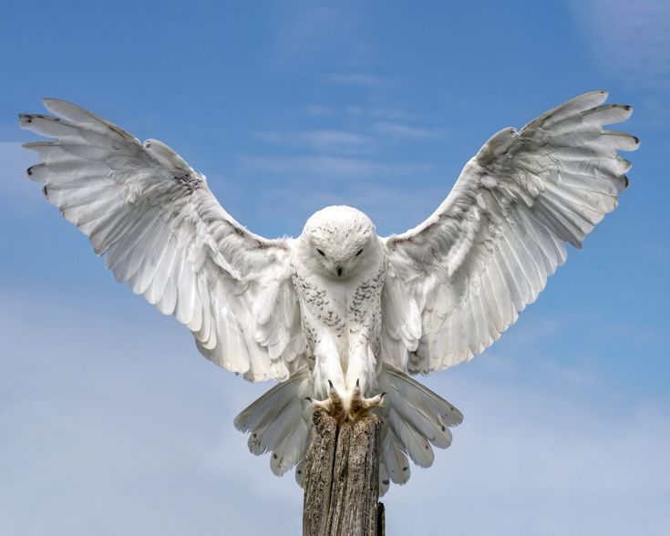 a white bird with outstretched wings sitting on top of a wooden pole