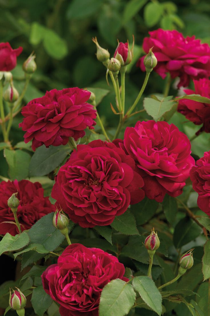 red flowers with green leaves in the background