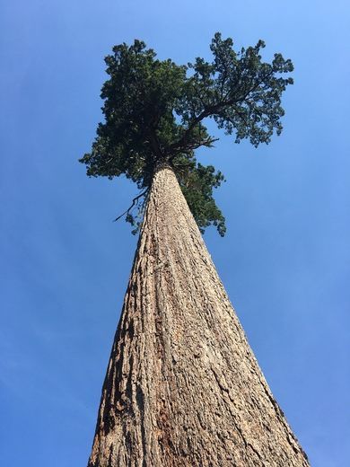 a tall tree standing in the middle of a blue sky with its top half up