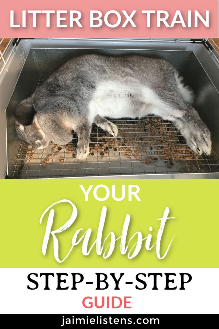 a cat laying on top of a cage with the words litter box train your rabbit step - by - step guide