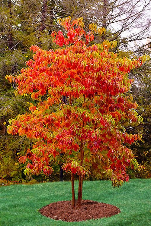 a small tree with red and yellow leaves in the middle of a grassy area next to some trees