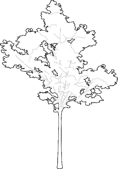 a black and white drawing of a tree