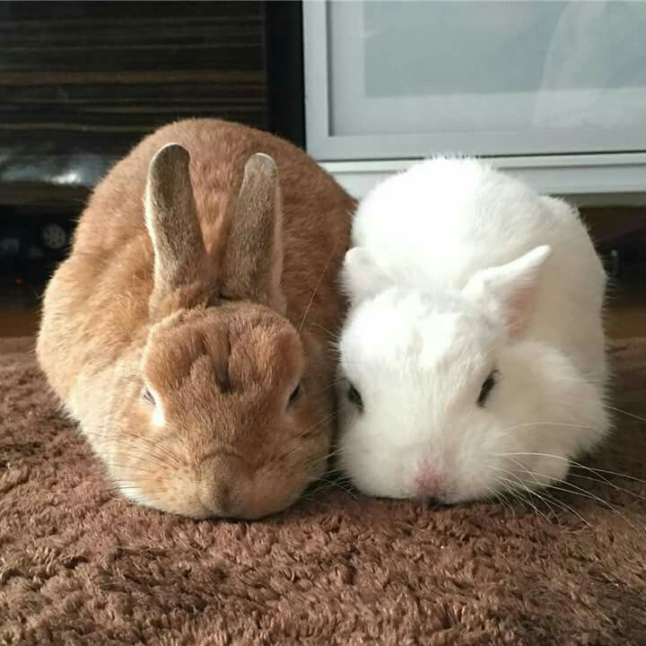 two rabbits are laying next to each other