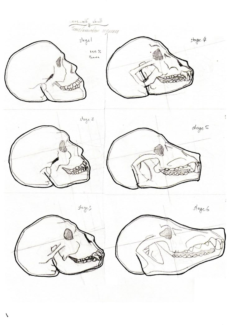 four different types of skulls with their mouths open