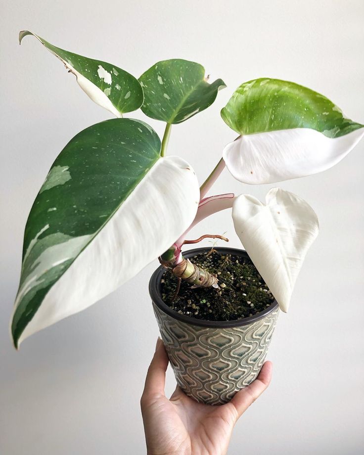 a hand holding a potted plant with white flowers and green leafy leaves on it